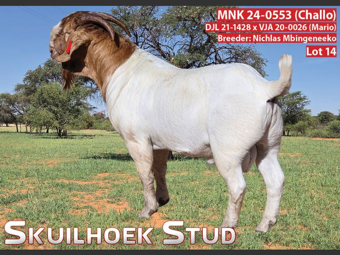 MNK 24-0553 (CHALLO) | NICHLAS MBINGENEEKO