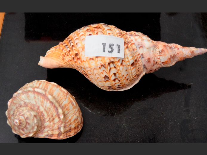 TITAN TRUMPET SHELL & ANOTHER, 33cm Long & 13cm Long