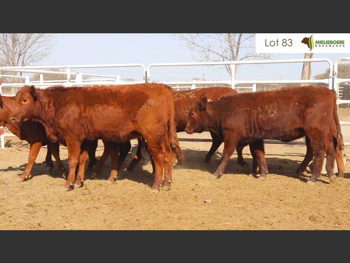 Kommersiële Vroulike Diere