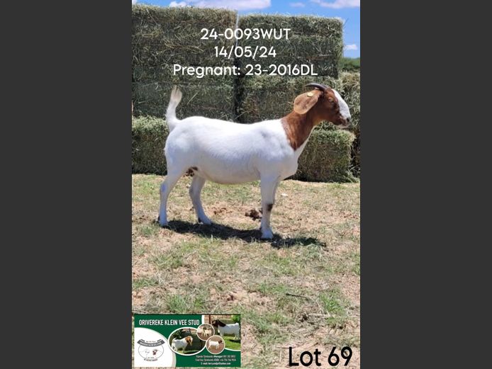 24-0093WUT | ORIVEREKE KLEINVEE STUD