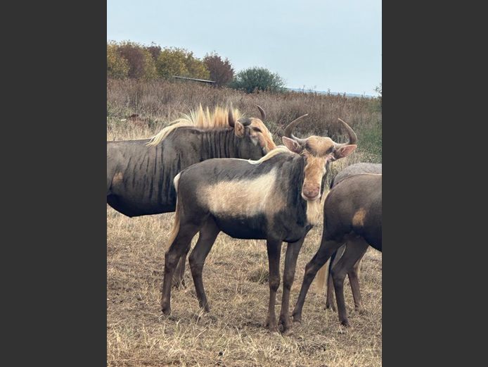 Konings Wildebees