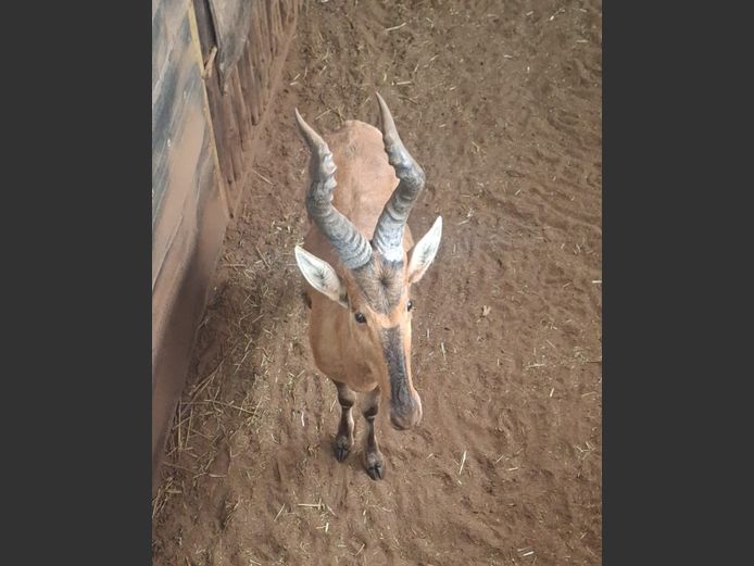 RED HARTEBEEST | HIGHLAND