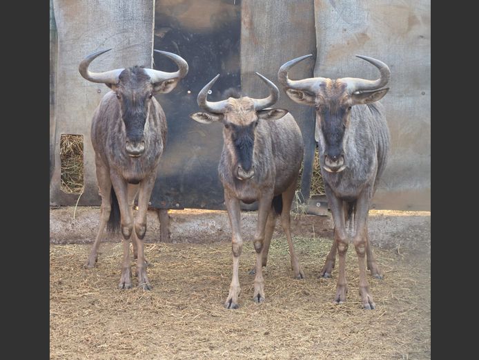 BLOUWILDEBEES | DITJABE WILDLIFE