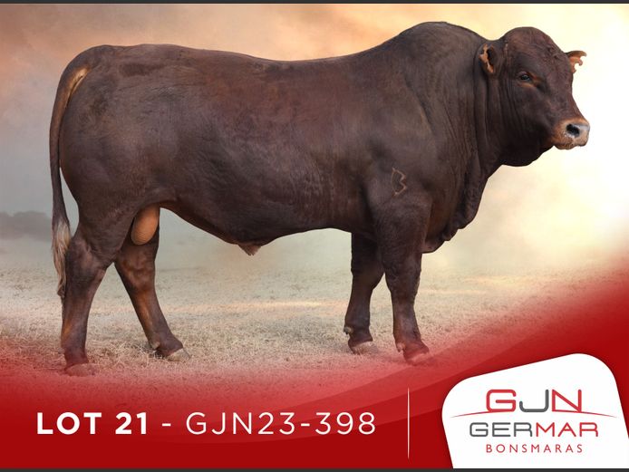 GJN230398