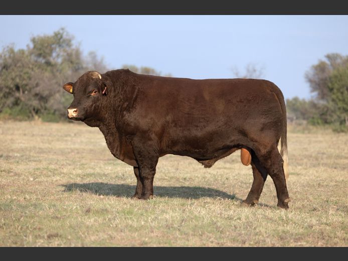 SF230162 | SKIETLAAGTE FARMS PTY LTD
