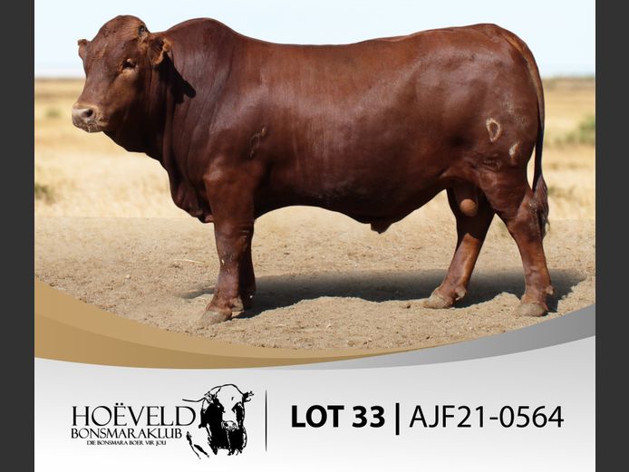 Vroulike Stoet Diere | Jacques Ferreira / Scheepersvly Beef.