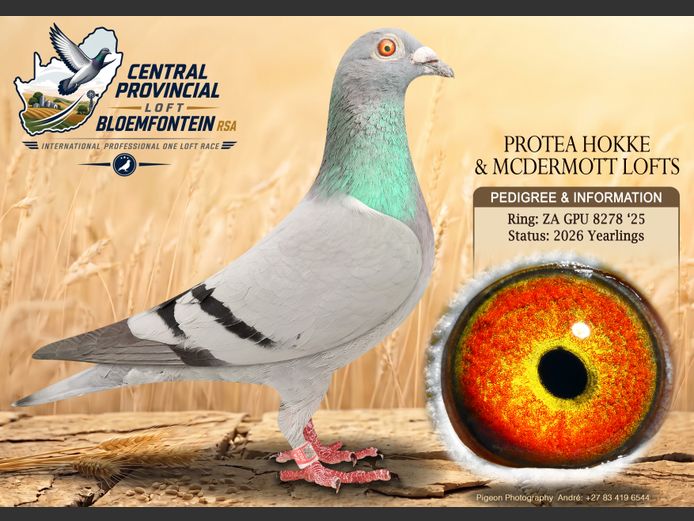 GPU 8278 2025 | PROTEA HOKKE &
MCDERMOTT LOFTS