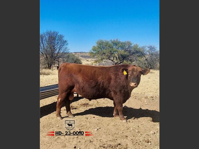 23-0010HD | MECKLENBURG BLACK ANGUS