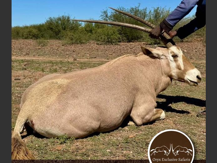 Golden Oryx Breeding | WATERBERG PLATO GAME BREEDERS