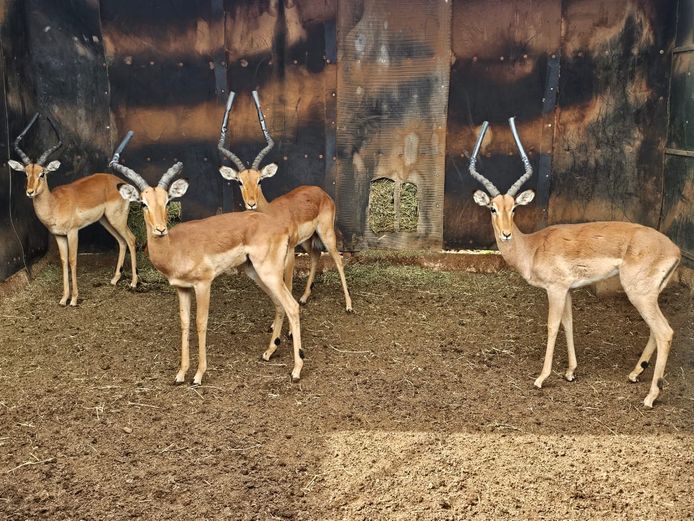 IMPALA | DIAMOND MINE