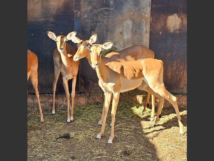 IMPALA | BIG HORN