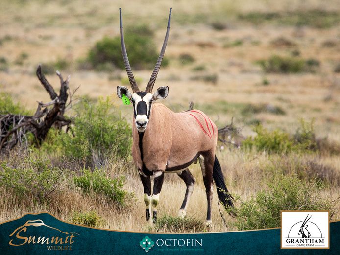42 7/8" ORYX BULL
