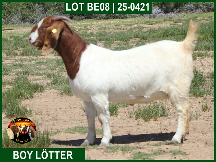 24-421 | Boy Lotter
