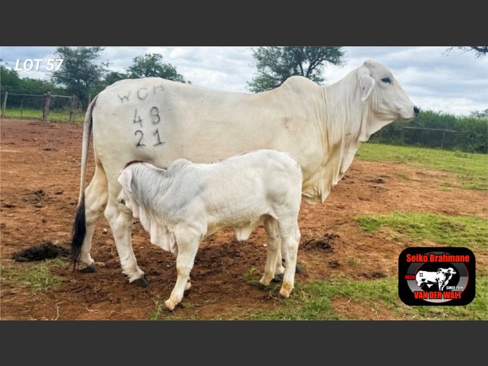 Commercial Animals | SEIKO BRAHMANE