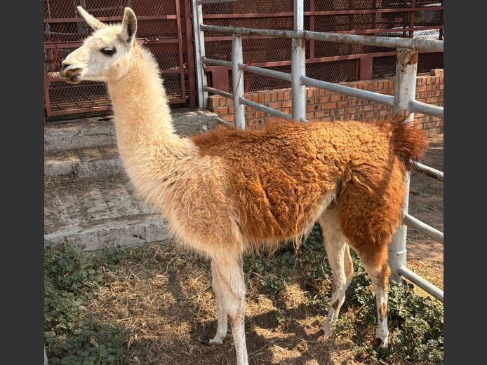 Lama