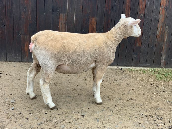 DUP 240068 | DONKERBERG ELITE IDF STUD