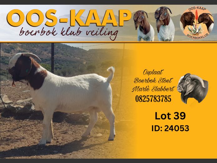 24-53 | Osplaat Boerbokstoet