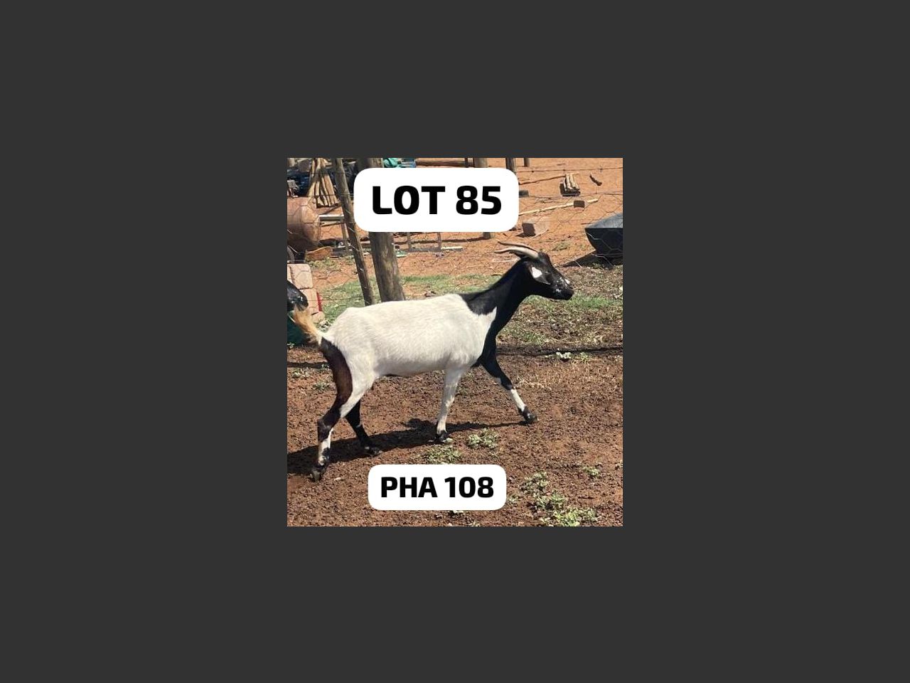 images