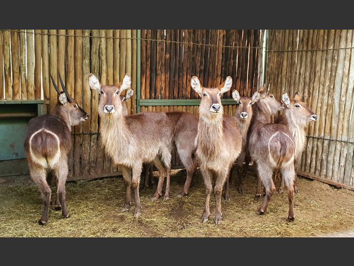 Waterbok | Amanzi x6 , Helicon x1 |