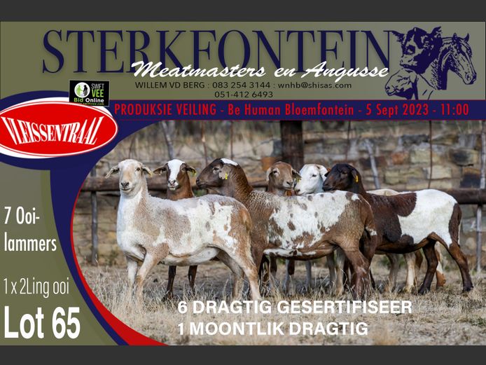 Ewes | Sterkfontein Meatmasters