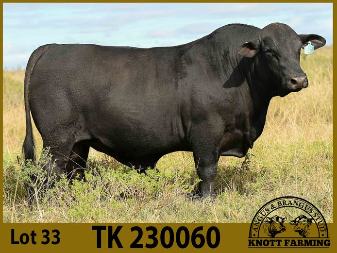 TK230060 | KNOTT BRANGUS