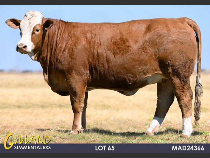 MAD24366 | MG DE JAGER