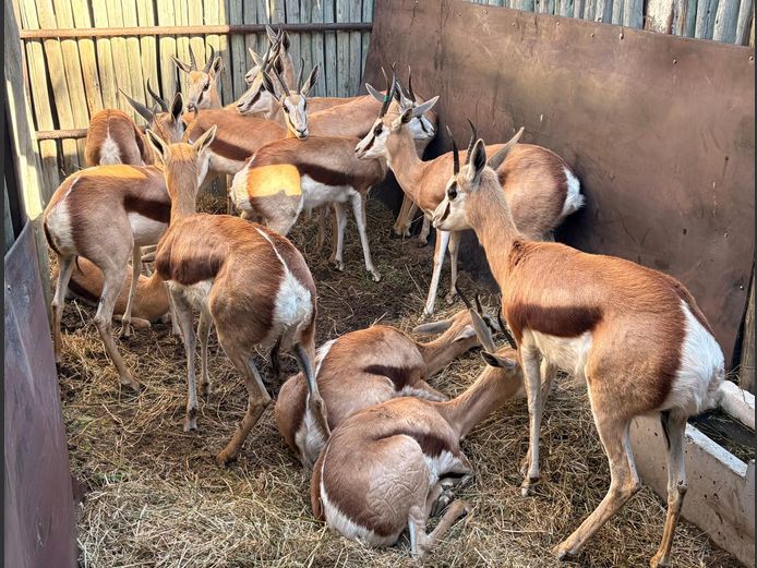 Kalahari Springbokke
