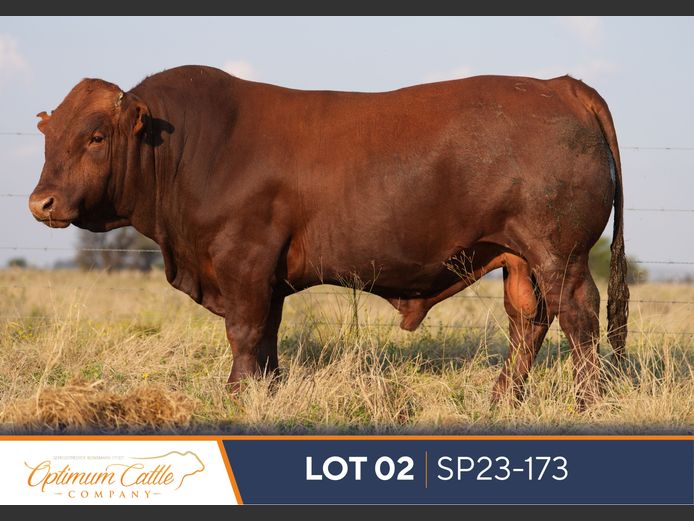 SP230173 HH(c) | OPTIMUM BONSMARA