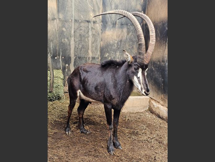 SABLE 44" | HARTEBEES FONTEIN