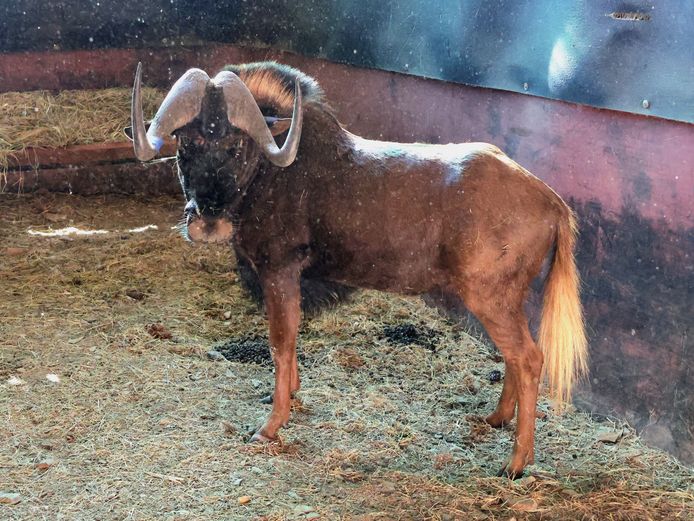 SWART WILDEBEES | AL BADENHORST
