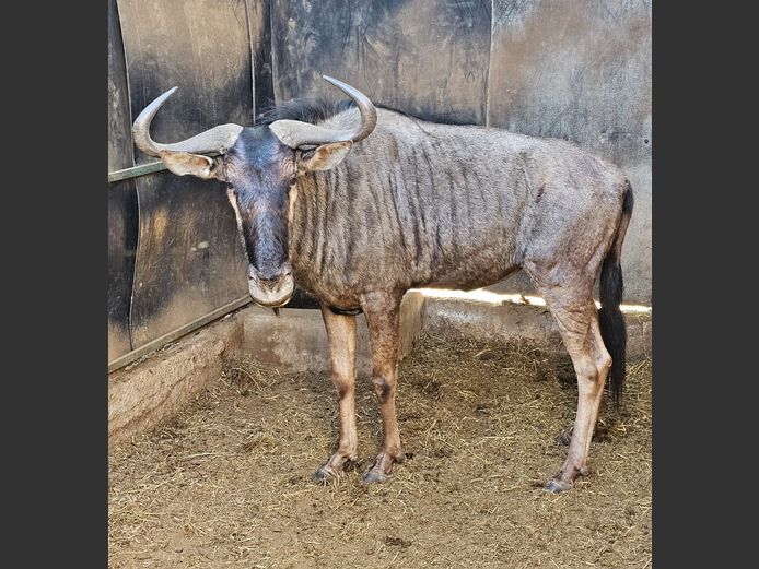 BLUE WILDEBEEST | MAS WILDLIFE