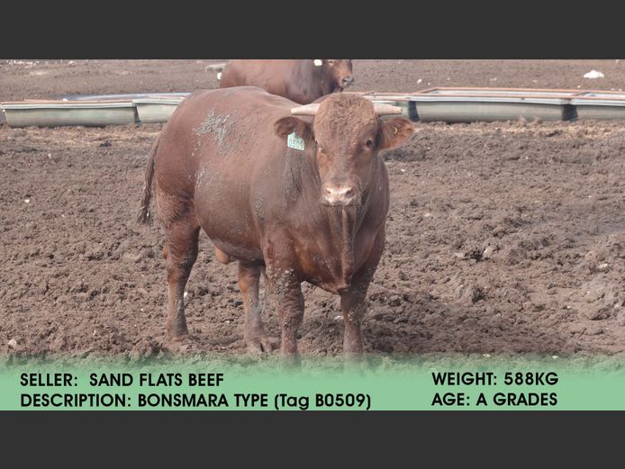 Bonsmara Type  (Tag B0509) | Sand Flats Beef