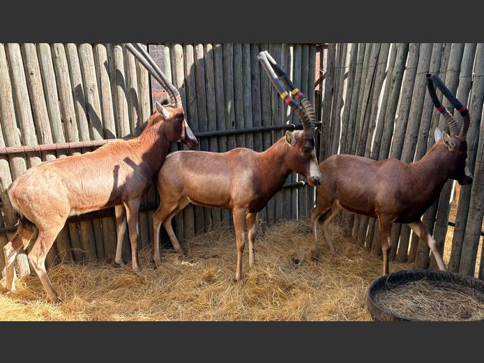 Geel Blesbok Ram