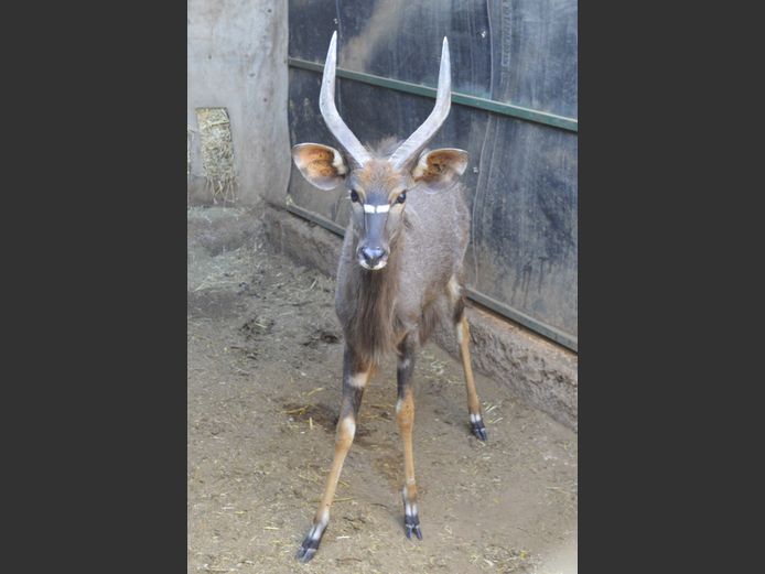 Njala | Raasblaar