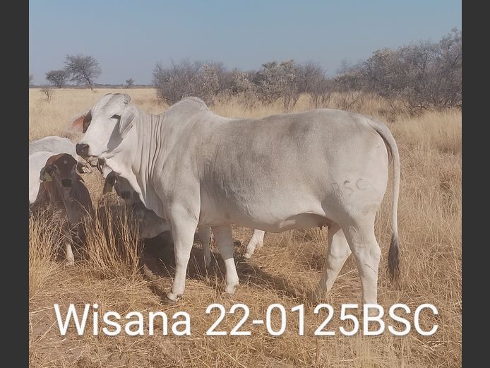 22-0125BSC | WISANA BRAHMAN