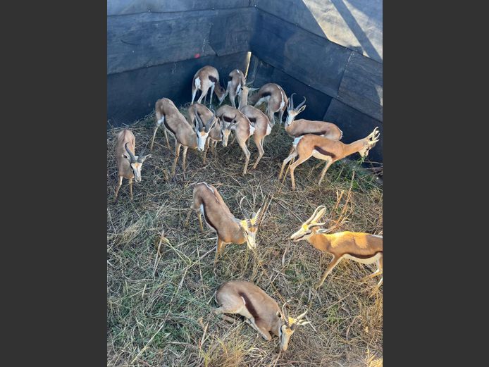 SPRINGBOK