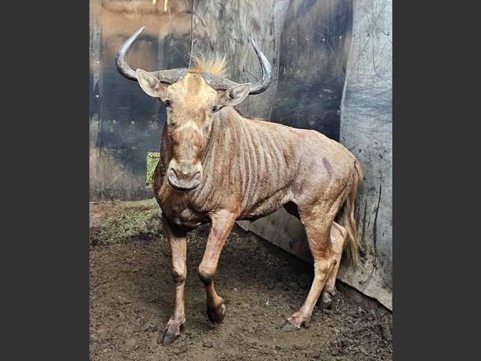 GOLDEN GNU | UNICO PROJECTS