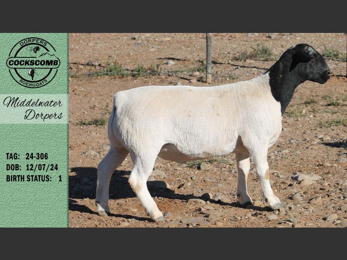 24-306 | Middelwater Dorpers