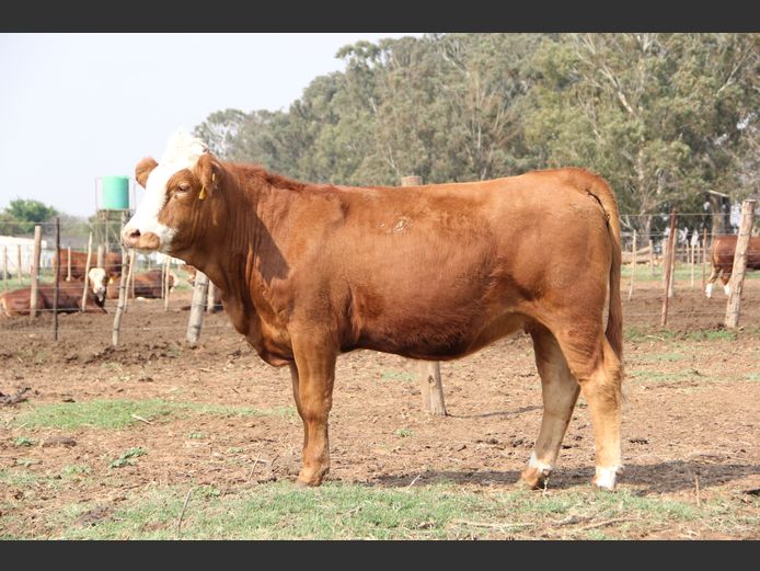 JH2429 | JH VAN BILJON