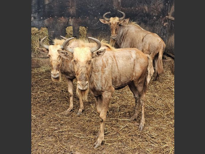 GOUE WILDEBEES | TAWNI SAFARIS