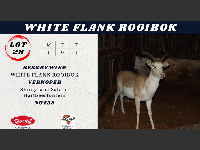 WHITE FLANK ROOIBOK