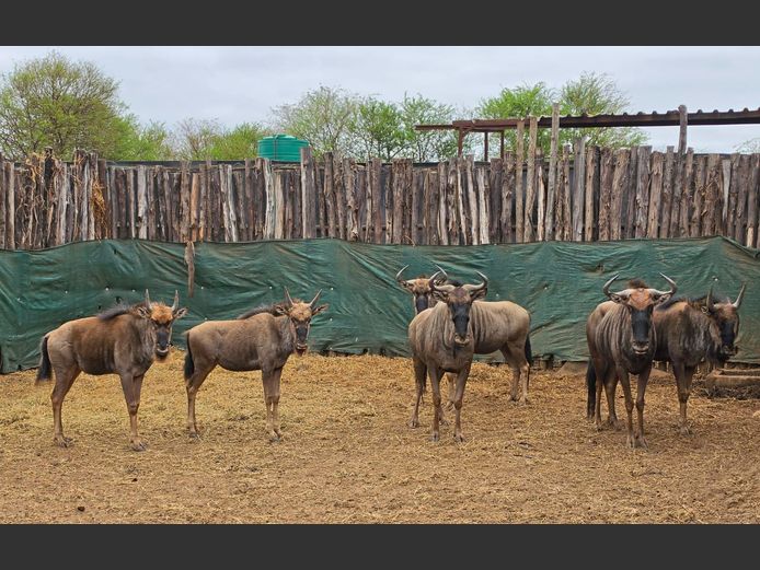 BLOUWILDEBEES | THABA BOTALA GAME