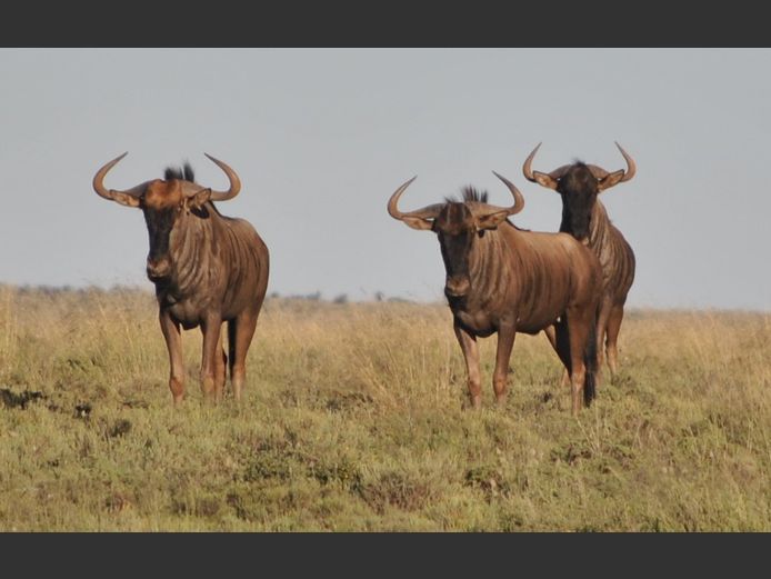 Blouwildebees | Hennie Grobbelaar