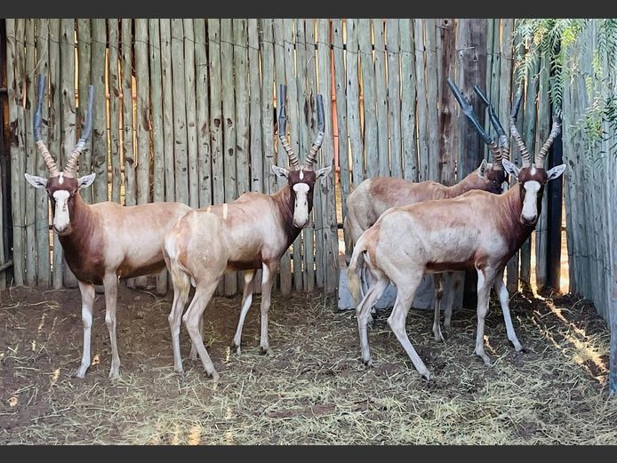 Geel Blesbok ramme