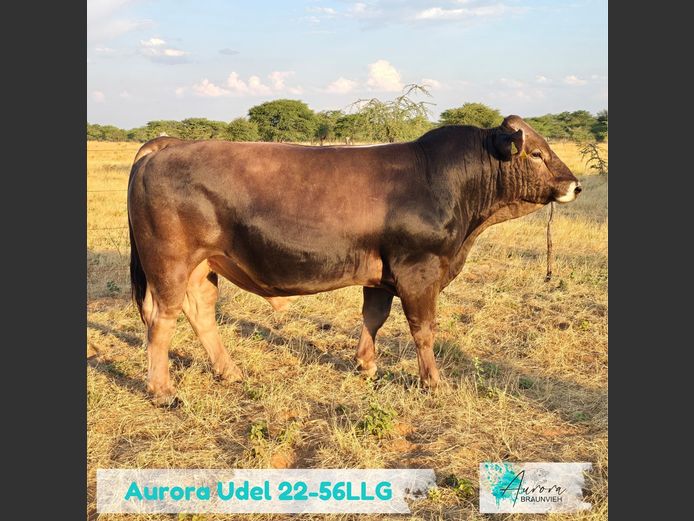 22-0056LLG | AURORA BRAUNVIEH