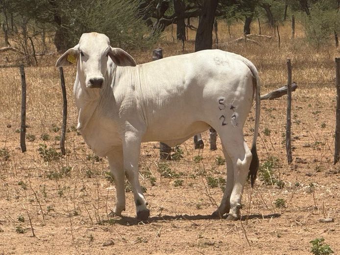 COMMERCIAL FEMALES | PANGII BRAHMANE