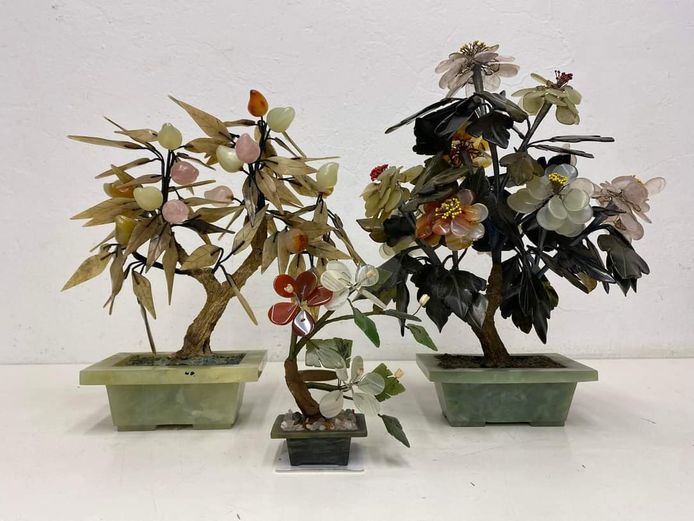oriental Jade trees 