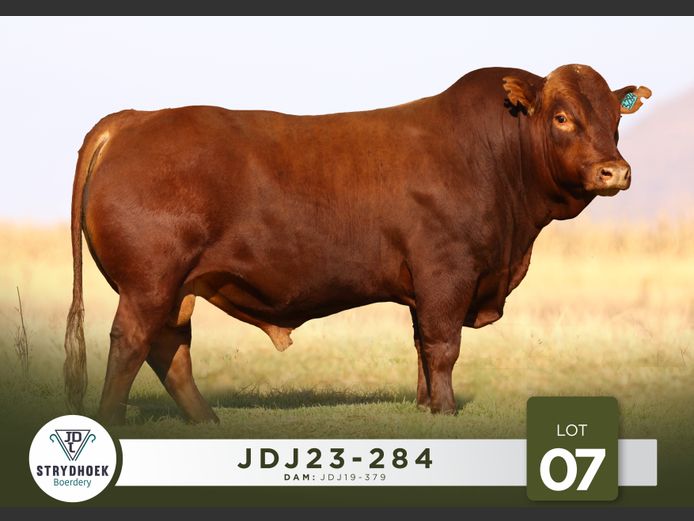 JDJ23-284 | Strydhoek