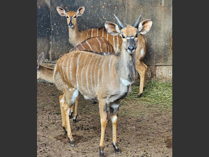 NYALA | BIRKEN VERVOER