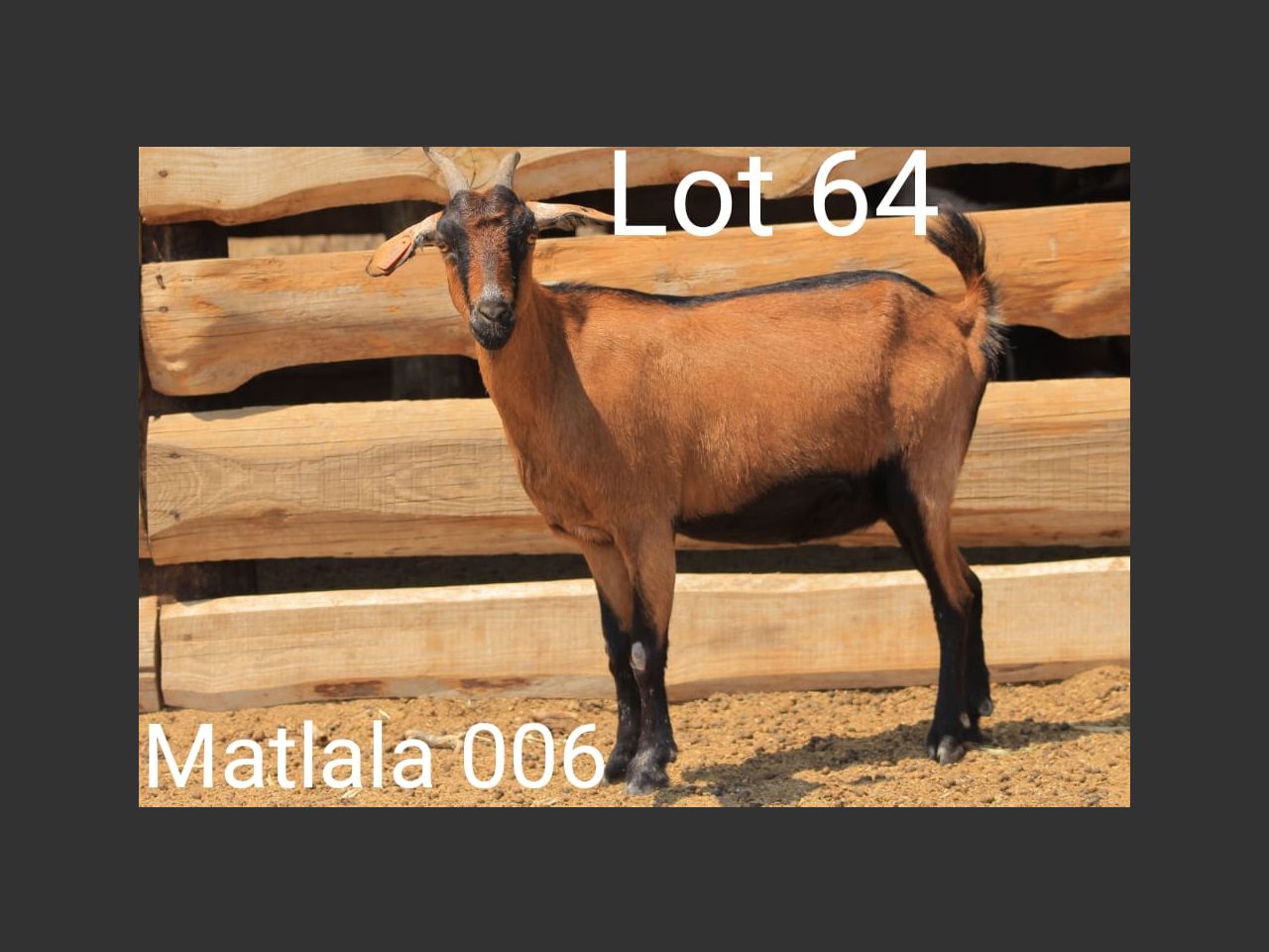 images